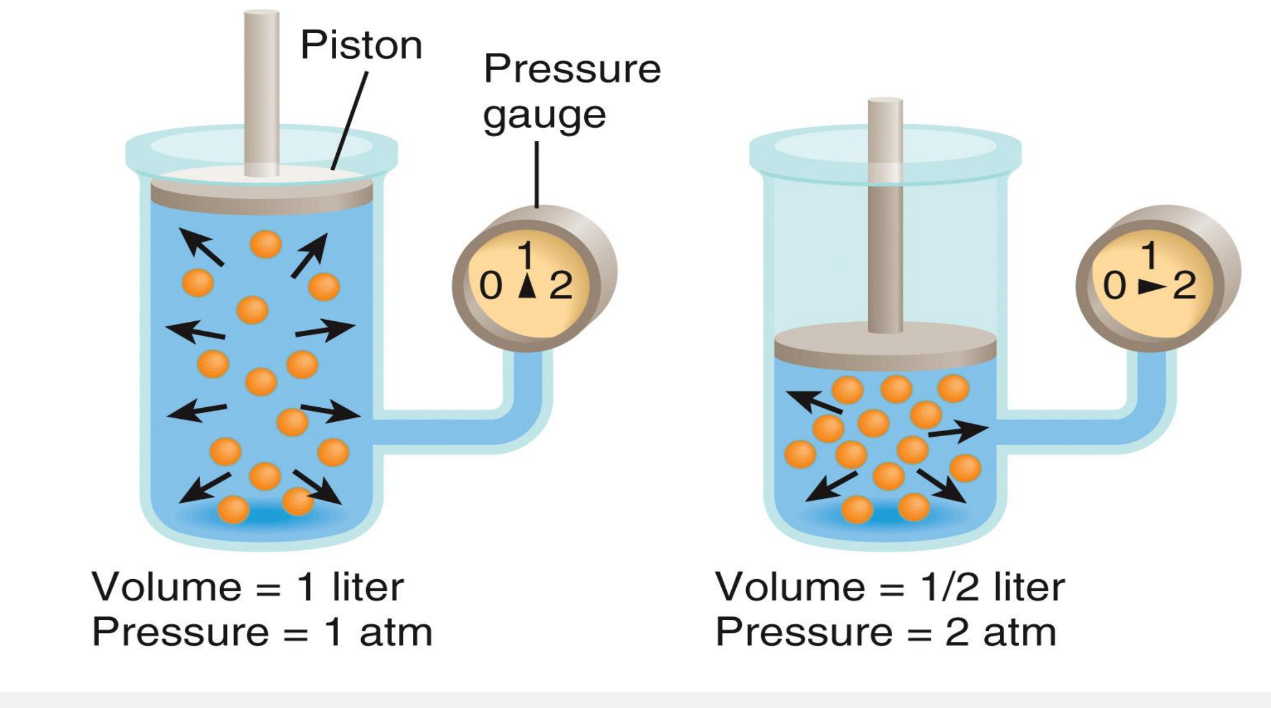 <ul><li><p>Boyle’s law describes how pressure changes drive inhalation &amp; exhalation </p></li><li><p>The volume of a gas varies inversely with its pressure</p></li></ul><p></p>