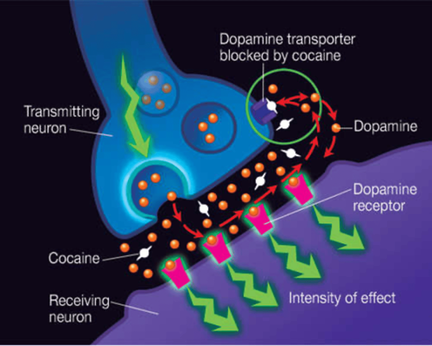 <p>Blocks the reuptake of dopamine, leading to an accumulation of dopamine and intense euphoria."),</p>