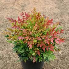 <p><span>Nandina domestica / Heavenly Bamboo</span></p>