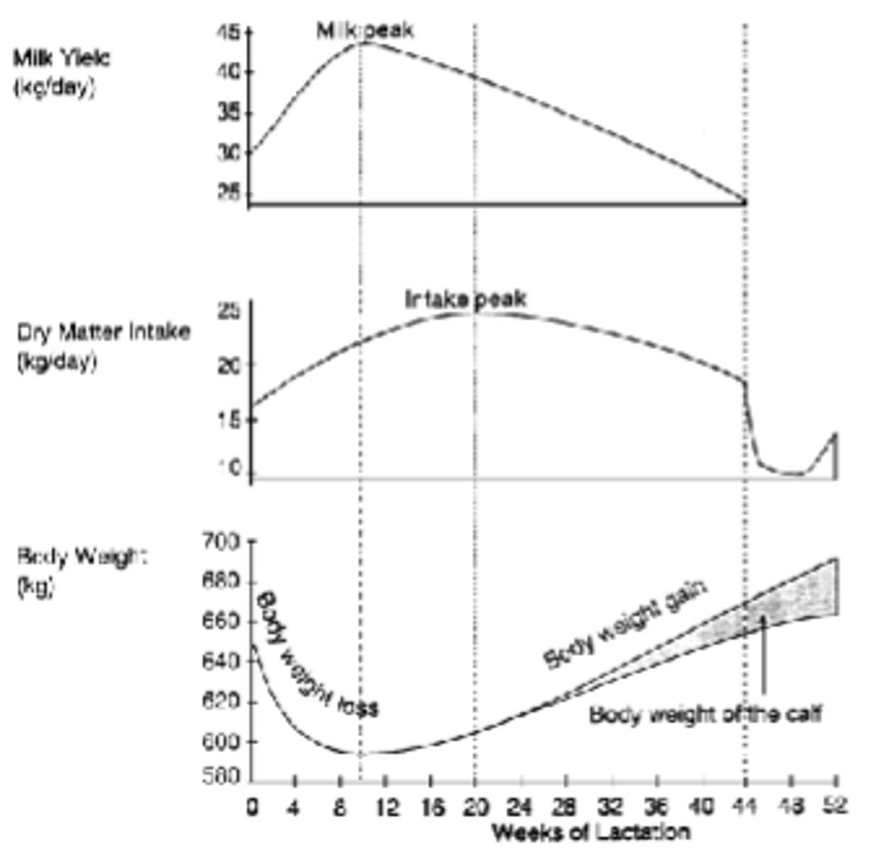 <p>After calving milk yield increases but dry matter intake remains low, peak milk yield occurs well before peak in dry matter intake.</p><p>Results in utilisation of body reserves for energy with reduction in body weight and BCS.</p>