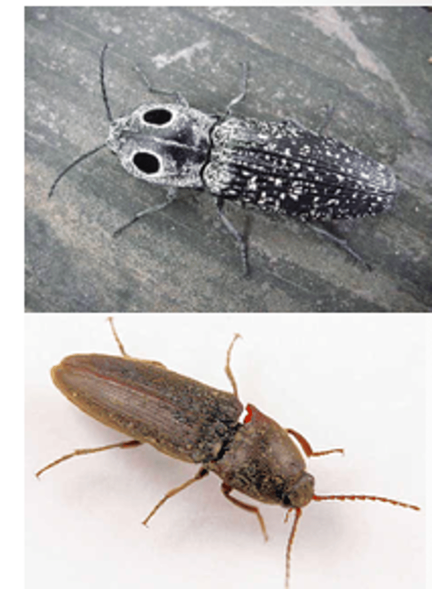 <p>serrate antennae</p>