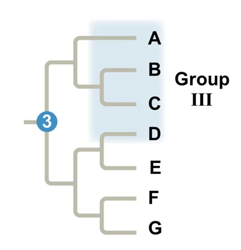 <p>Polyphletic group</p>