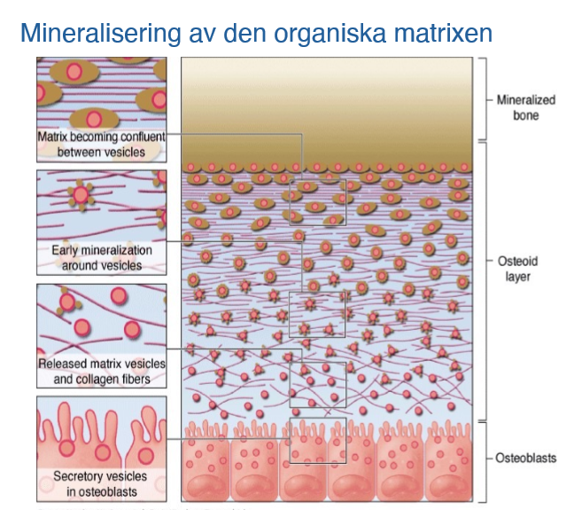 <ol><li><p><span>Ca2+ diffunderar från blodkärl</span></p></li><li><p><span>Osteoblaster utsöndrar kollagen och proteiner (OCN, OPN, ON/SPARK)</span></p></li><li><p><span>Proteiner binder till Ca2+ (och kollagen)</span></p></li><li><p><span>Osteoblaster utsöndrar matrix vesiklar som innehåller ALP (alkaliskt fosfatas)</span></p></li><li><p><span>ALP klyver proteiner med fosfat och vi får fria fosfatjoner</span></p></li><li><p><span>Fosfatjoner binder till Ca2+</span></p></li><li><p><span>Bildas OH- pga vatten</span></p></li><li><p><span>Kristallbildning (inne och ute) binder runt<br>→ tryck → vesiklar spricker → innehållet av kristaller, mineraler blir kvar</span></p></li></ol><p></p>