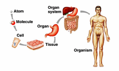 atom -> molecule-> macromolecule-> ORGANELLE-> CELL-> TISSUE-> organ -> organ system-> organism (human)