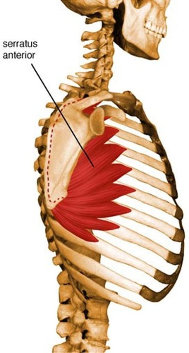 <p>• Long thoracic nerve (C5-C6-C7)</p><p>• Elevation of the arm over 90 degrees, protracts the scapula and holds it against the thoracic wall and rotates the scapula laterally to elevate the arm</p>