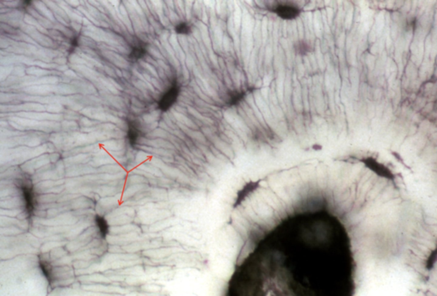 <p>what are the structures called that the arrows are pointing to?</p>
