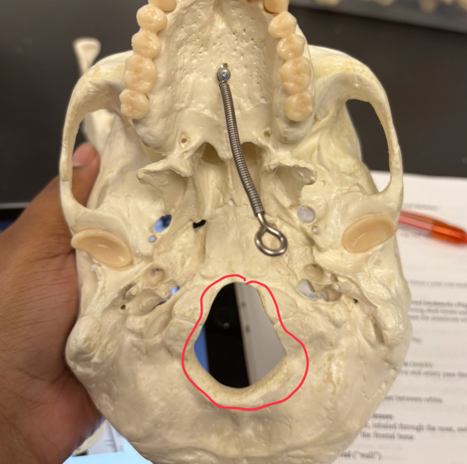 <p>“large hole”</p><p>opening passage for the spinal cord </p>