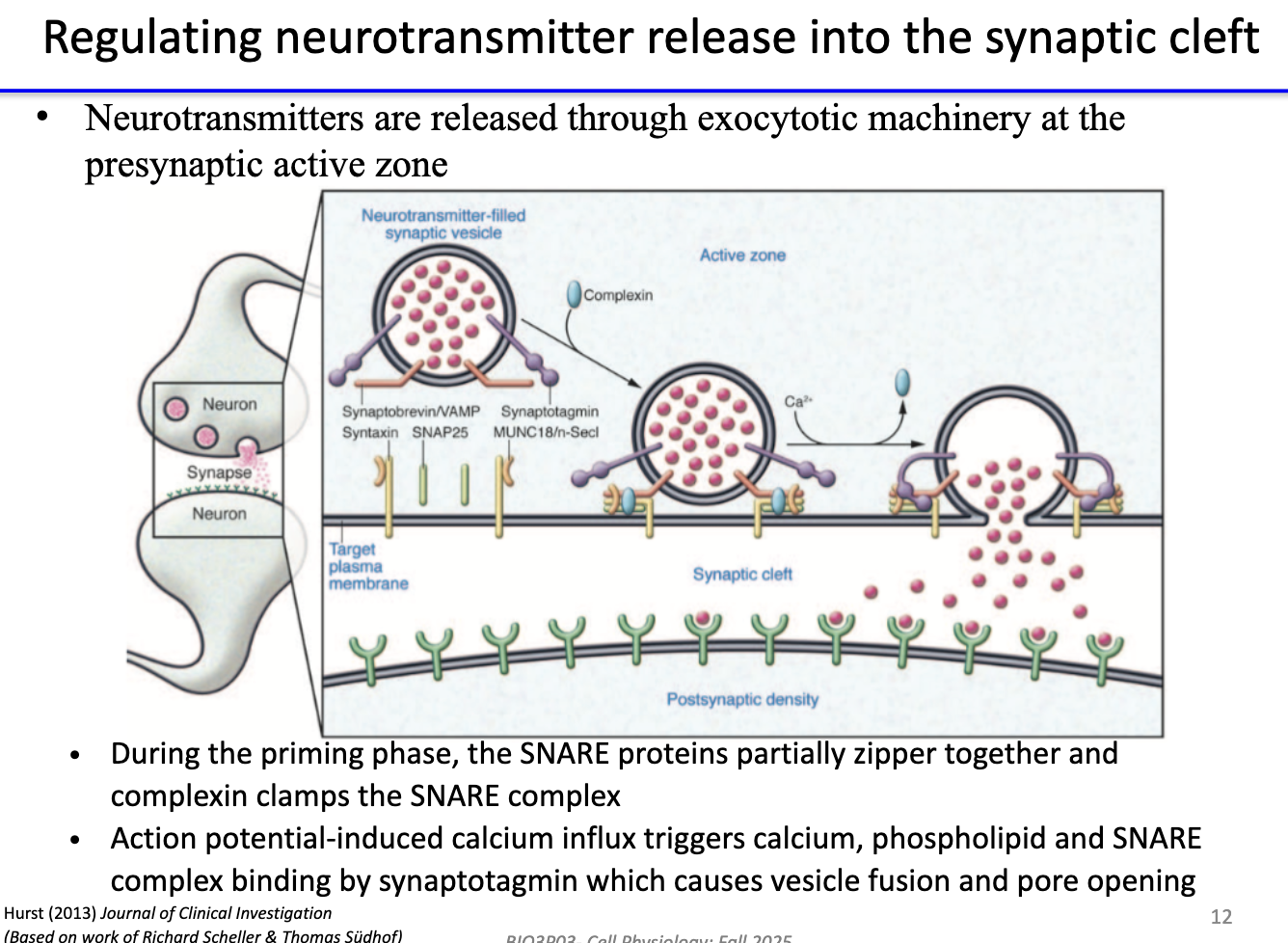 <ul><li><p>Release via <strong>exocytosis</strong> controlled by <strong>SNARE complex</strong>.</p></li><li><p><strong>Priming phase:</strong> SNAREs partially zippered; <strong>complexin</strong> clamps them.</p></li><li><p><strong>Action potential → Ca²⁺ influx</strong> → <strong>synaptotagmin</strong> binds Ca²⁺ + phospholipids + SNAREs → triggers <strong>vesicle fusion & pore opening</strong> → neurotransmitter released.</p></li></ul><p></p>
