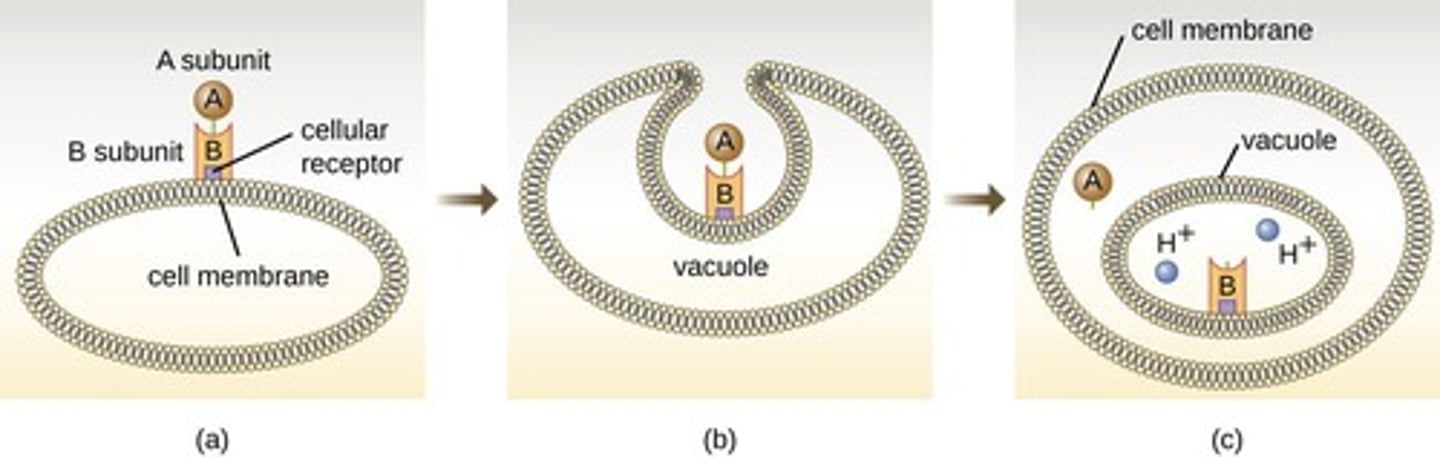 <p>A subunit is toxic. B subunit binds host cell receptors.</p>