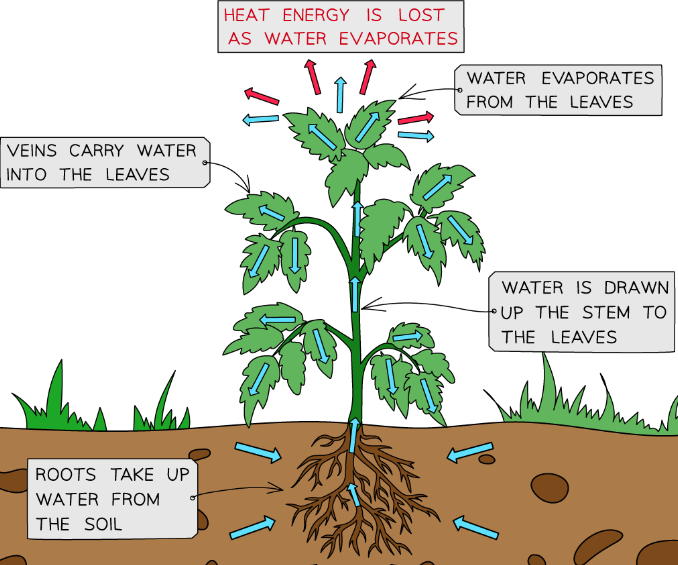 <ul><li><p>Plants use transpiration to maintain a suitable temperature</p></li><li><p>Water evaporates from the stomata on the underside of the leaf, leading to heat loss</p></li></ul>
