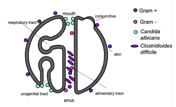 <ol><li><p>gram +</p></li><li><p>gram -</p></li><li><p>candida </p></li><li><p>clos diff </p></li></ol><p></p>