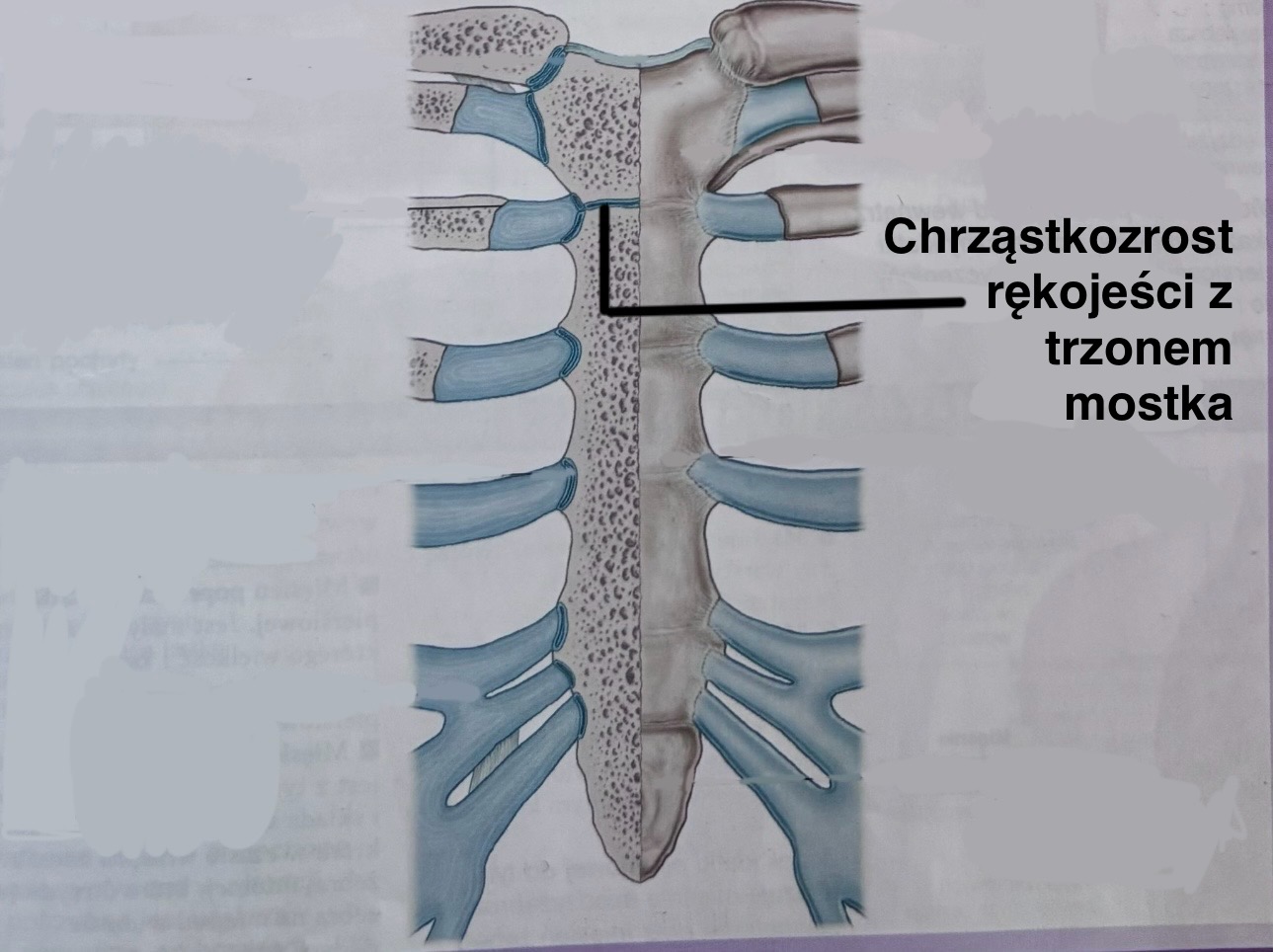 <p>Synchondrosis manubriosternalis</p>