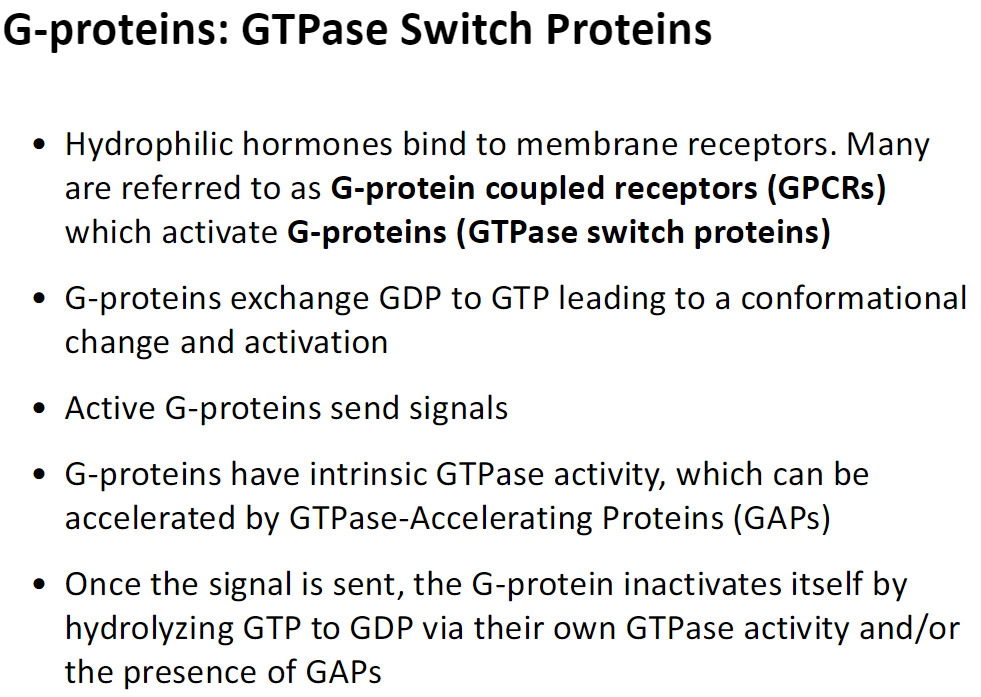 <p><strong>Overview</strong><br> Hydrophilic hormones bind to <strong>membrane receptors</strong>, often called <strong>G-protein coupled receptors (GPCRs)</strong><br> These receptors activate <strong>G-proteins</strong>, which are <strong>GTPase switch proteins</strong></p><p><strong>Activation Mechanism</strong><br> G-proteins exchange <strong>GDP for GTP</strong>, causing a <strong>conformational change</strong> and activation<br> Active G-proteins transmit signals to downstream effectors</p><p><strong>Inactivation</strong><br> G-proteins have <strong>intrinsic GTPase activity</strong><br> GTPase-Accelerating Proteins (GAPs) can speed up GTP hydrolysis<br> Hydrolysis of GTP to GDP <strong>inactivates the G-protein</strong> and stops the signal</p><p><strong>Outcome</strong><br> G-proteins act as molecular switches, turning signaling <strong>on</strong> when bound to GTP and <strong>off</strong> when hydrolyzing it to GDP</p>