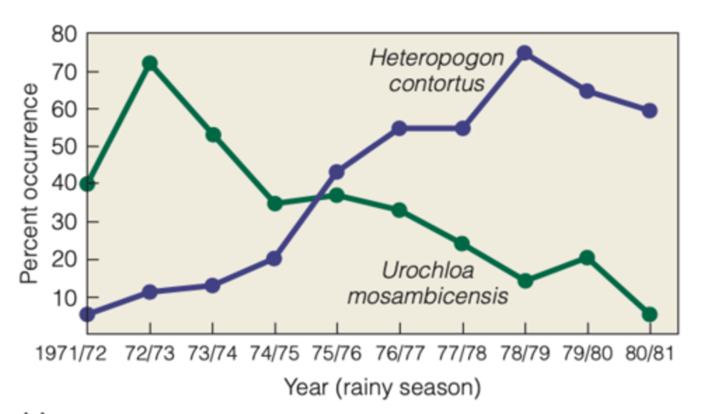 <p>OBSERVATION:</p><p>- shift in dominance was a result of yearly variations in rainfall</p><p>----------------</p><p>TREND</p><p>- with less rain fall Urochloa M. would have higher rates of survival</p><p>- with more rain Heteropogon C. would have higher rates of survival while Urochloa would start to decrease.</p>