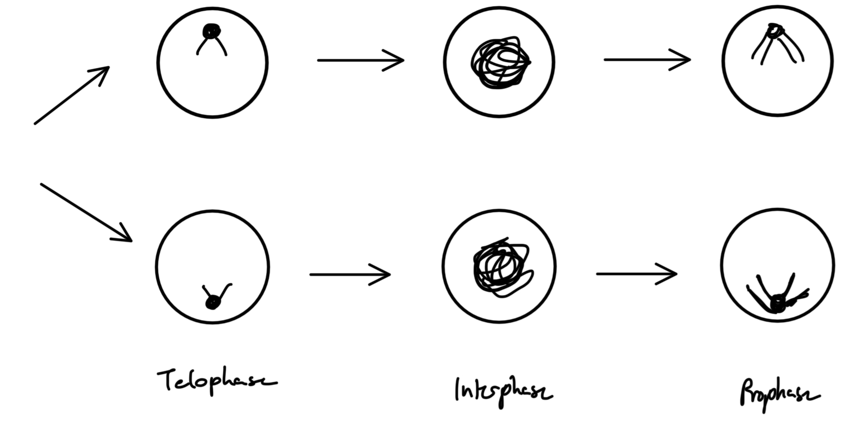 <p><strong>Observation:</strong> Identifiable chromosomes became a blob during interphase</p><p><strong>Discovery: </strong>Chromosomes are not destroyed during interphase</p><ul><li><p>Followed cell through replication + found that the colored chromosomes did not disappear during interphase but rather CHANGED APPEARANCE</p></li></ul><p></p>
