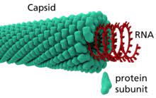 <p>helical capsid </p>