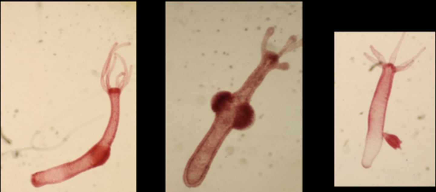 <p>Phylum: cnidaria</p><p>Class: hydrozoa</p><p>Genus: hydra</p>