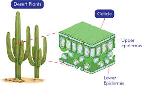 <p>How do thick and waxy cuticles help desert plants?</p>