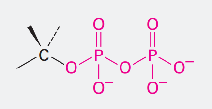 <p>Ending: diphosphate</p><p>OP<sub>2</sub>O<sub>6</sub><sup>3-</sup></p>