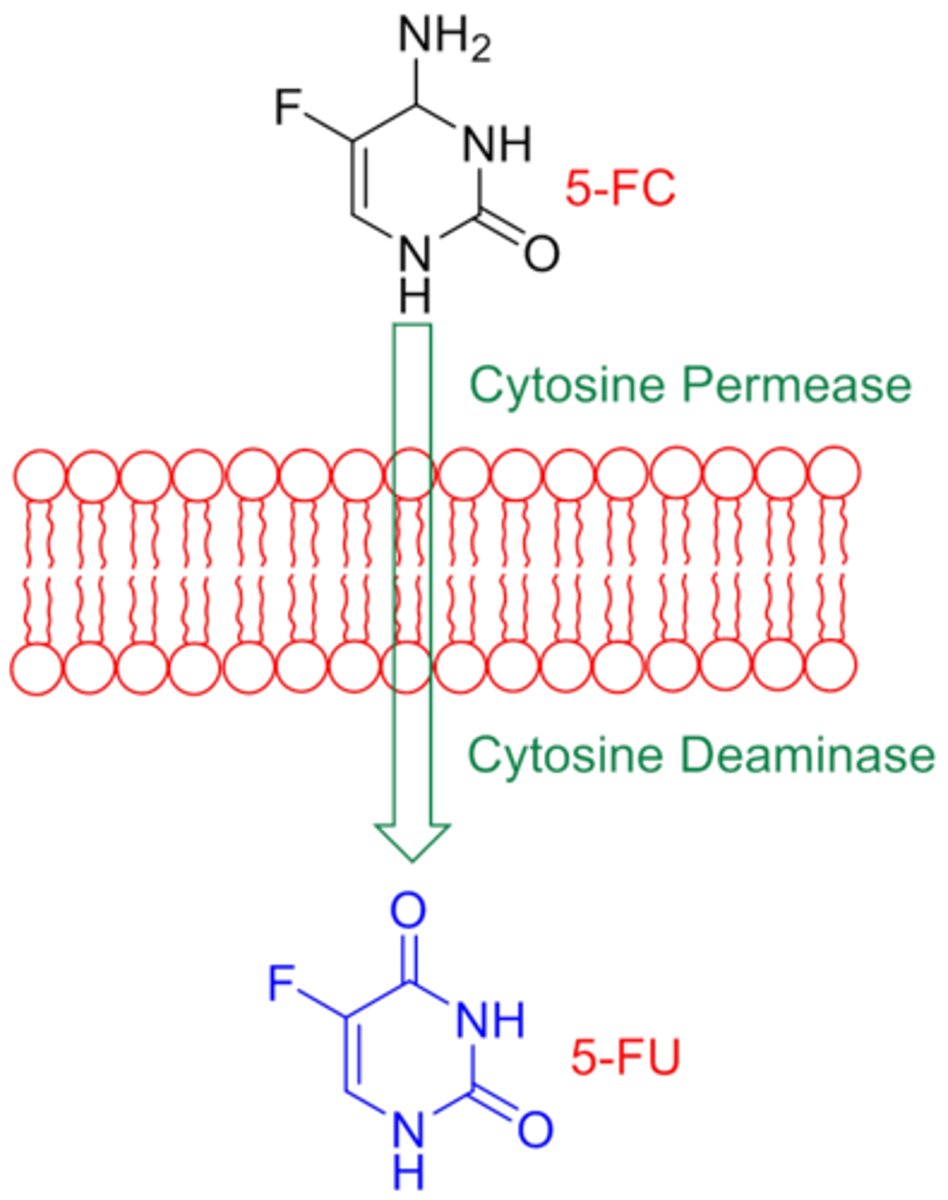 <p>An RNA editing enzyme called Cytosine Deaminase Acting on RNA (CDAR) converts cytosine residues into uridine via deamination.</p>