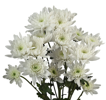 <p>Latin name</p>