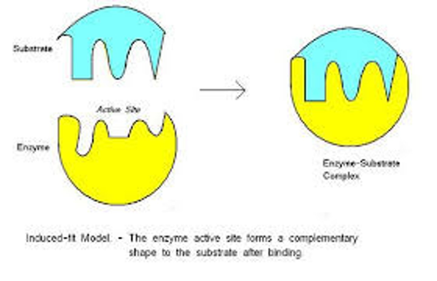 <p>Enzyme and substrate fit together, but enzyme conforms to substrate</p>