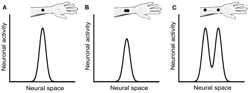 <p>Smallest distance to be able to tell if 2 stimuli can be detected. Sensitive parts have higher acuity.</p>