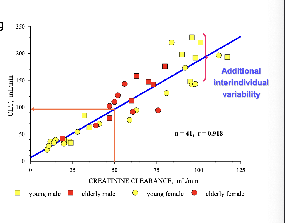 <ul><li><p><strong>levofloxacin</strong> excretes primarily as <u>unchanged drug</u> into the urine </p><ul><li><p>drug CL is dependent on the renal function status of the patients</p></li><li><p>CL of levofloxacin is substantially <strong>reduced in patients with impaired renal function</strong> → requires dosage adjustment to avoid accumulation</p></li></ul></li></ul><p></p>