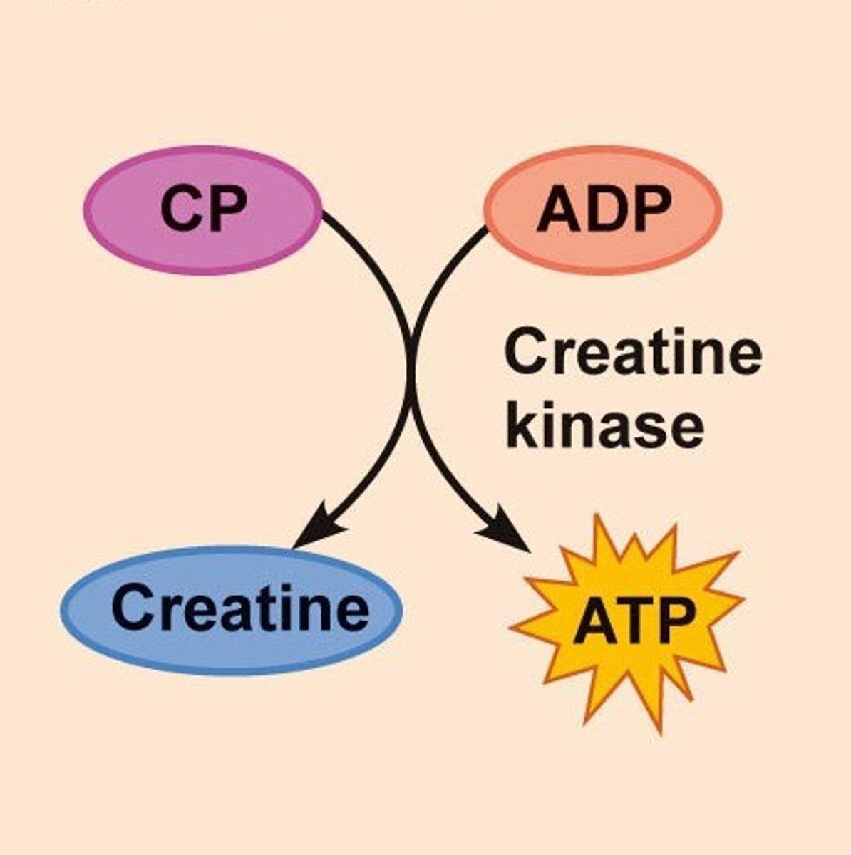 <p>biochemical molecule that stores energy and can directly phosphorylate ADP</p>
