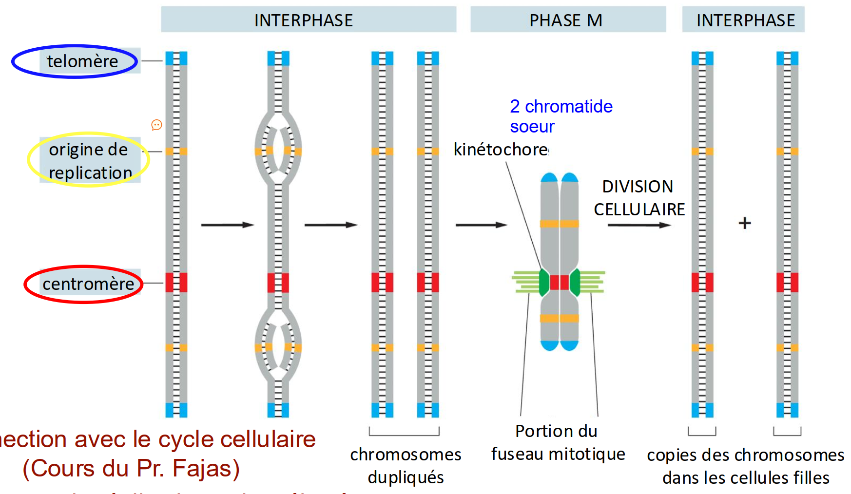 <p>télomère, origine de réplication et centromère</p>