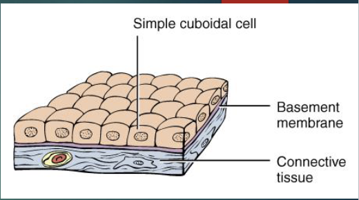 <p>cells look like boxes</p><p>location: glands, ducts, thyroid gland</p><p>function: protection, secretion, absorption</p>