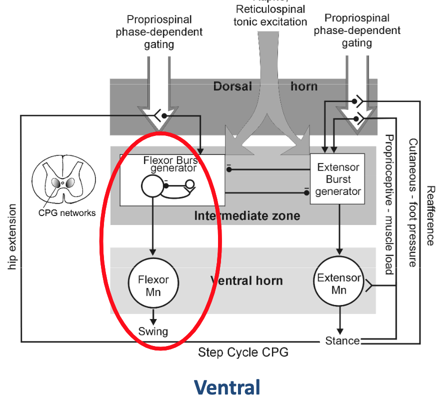 <p>Explain how the flexor burst generator makes the leg swing.</p>