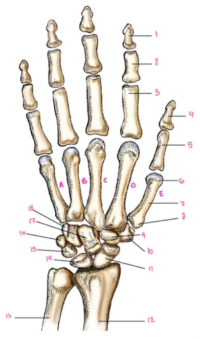 <p>15</p>