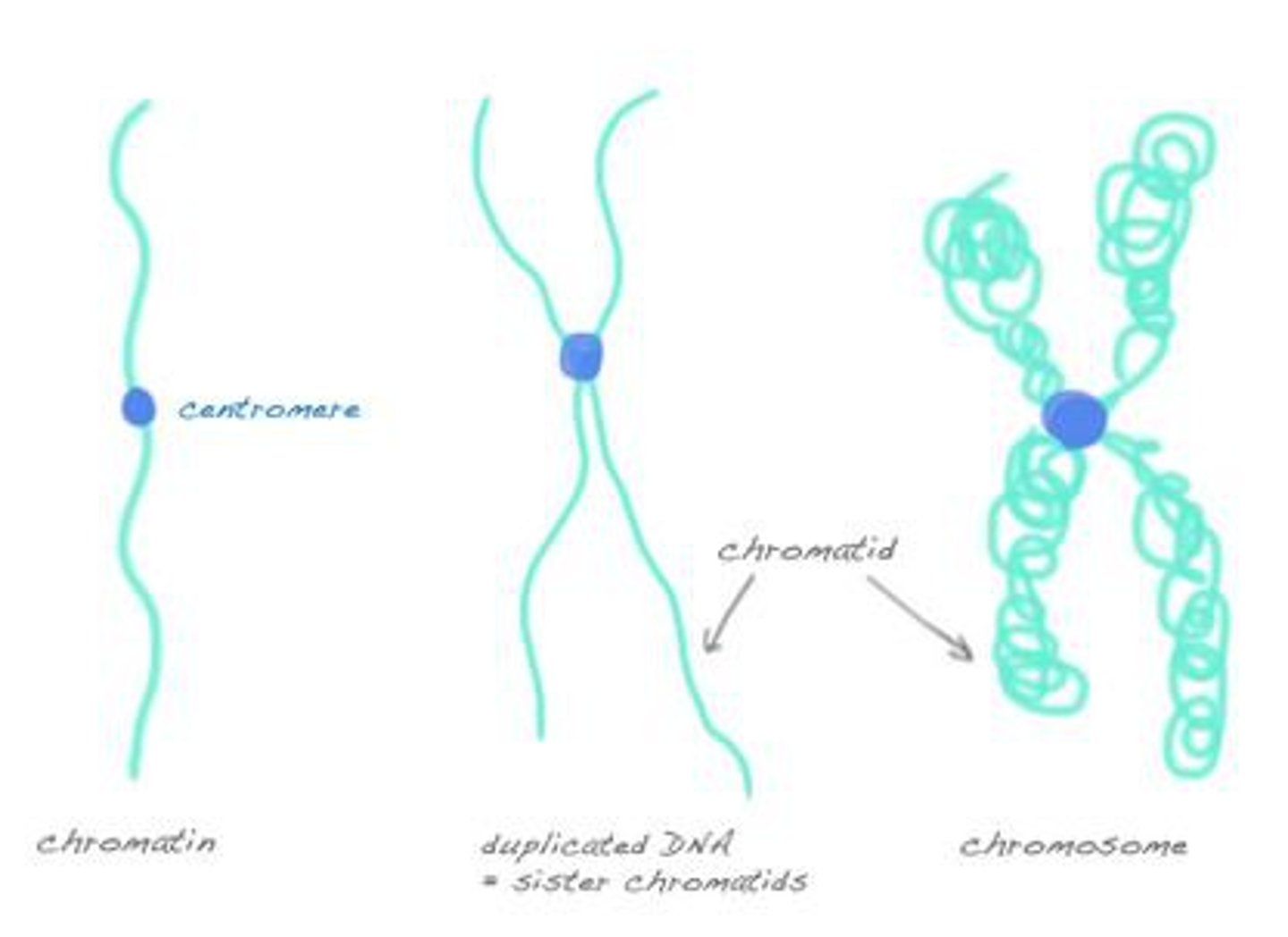 <p><b>chromatin</b>: the loose combination of DNA &amp; proteins<br><br><b>chromosomes</b>: are made up of a pair of chromatids<br><br><b>chromatids</b>: each of the two thread-like strands into which a chromosome divides during cell division. each contains a double helix of DNA</p>