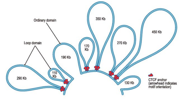 <p>they are looped, this allows promoters that are a downstream to interact with upstream components</p>