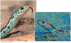 -two species encounter each other rarely, or not at all, because they occupy different habitats, even though not isolated by physical barriers
- ex. aquatic and terrestrial garter snakes