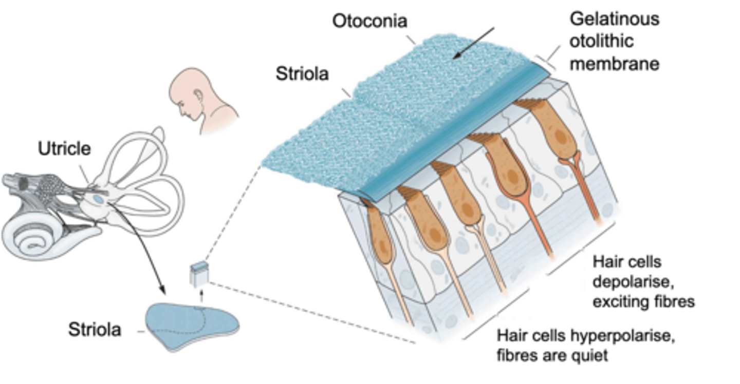 <p>Otolithic membrane is ______ like and otoconia are ___________ __________</p>