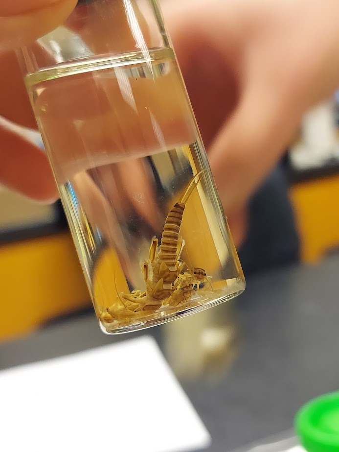 <p>NO branched gills</p><p>Elongate body</p><p>Distinctive color patterns on dorsal surface</p><p>Divergent wing pads</p><p>Cerci as long or longer than abdomen</p>