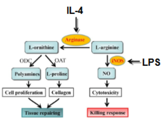 <p></p><ul><li><p>the balance between inducible nitric oxide synthase (iNOS) and arginase is how you determine if MQ are in M1 or M2 phase</p></li><li><p>M1 → iNOS is dominant, iNOS converts L-arginine into nitric oxide (NO), NO plays microbial + tumor killing role</p><ul><li><p>in M1 the aa metabolism supports proliferation + NO production </p></li><li><p>LPS promotes M1</p></li></ul></li><li><p>M2 → arginase dominance, arginine metabolizes L-arginine into → ornithine + urea</p><ul><li><p>ornithine further used to produce → proline + polyamines (both needed for tissue repair + cell proliferation)</p></li><li><p>aa metabolism in M2 supports arginine pathway activity </p></li><li><p>IL4 is anti inflammatory, promotes M2 </p></li></ul></li></ul><p></p>
