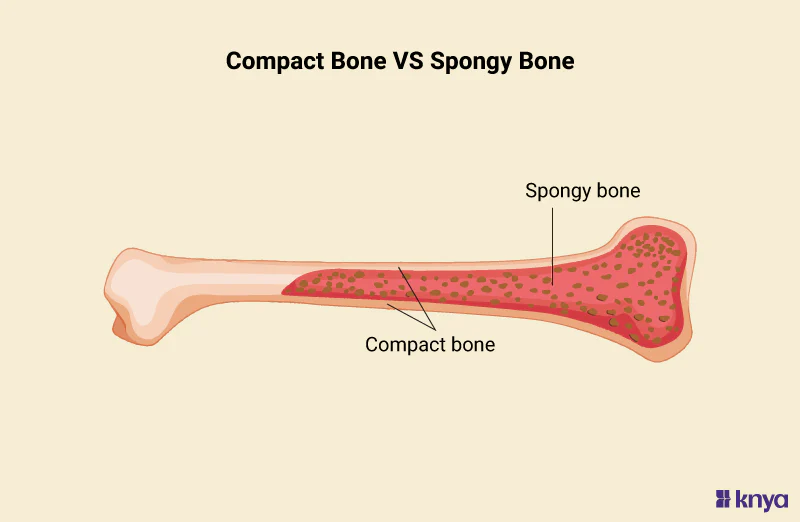 <p>It’s DEEP <strong>INSIDE THE COMPACT BONE</strong></p><ul><li><p>This allows for <strong>SUPPORT AND PROTECTION TO DIFFERENT CELLS </strong>that <strong>MAKES THE BONE MARROW</strong></p></li><li><p>Looks like a sponge </p></li></ul><p></p>