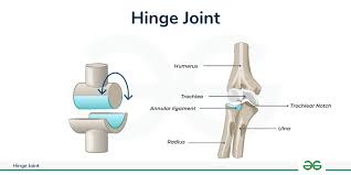 <p>Hinge</p>