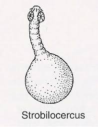 <p>What metacestode type is this?</p>