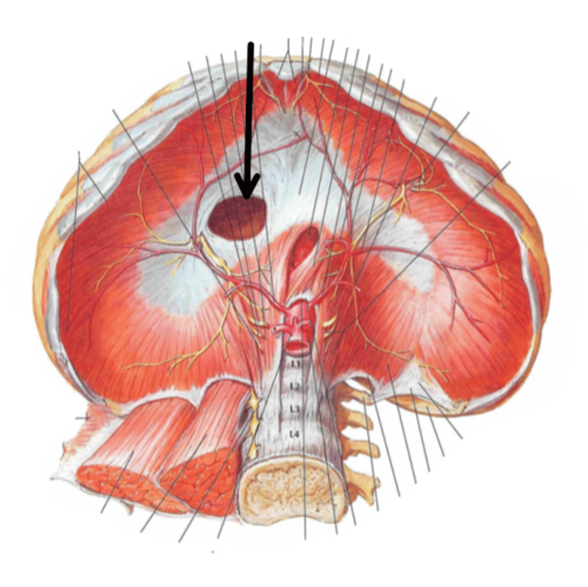 knowt flashcard image