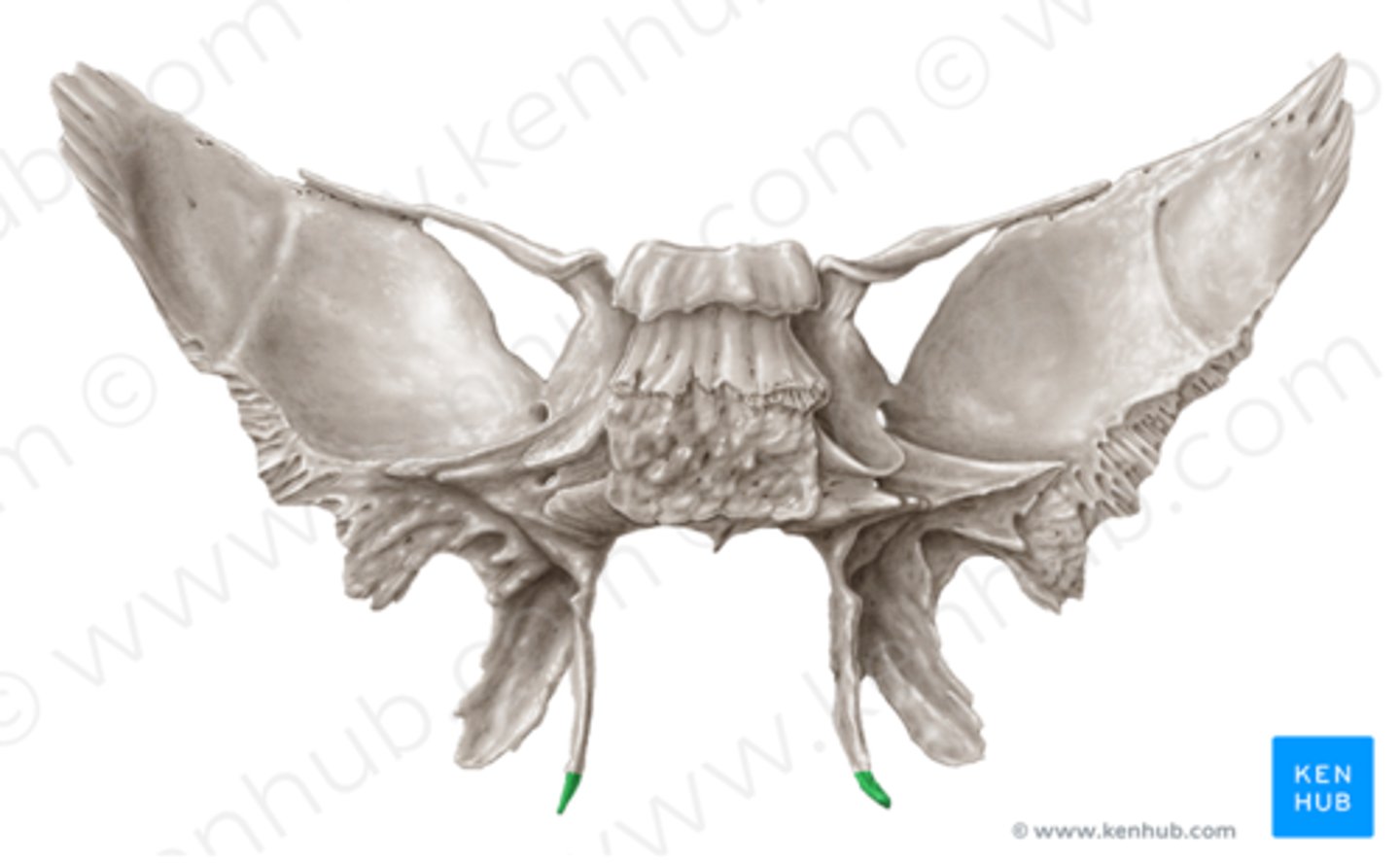knowt flashcard image