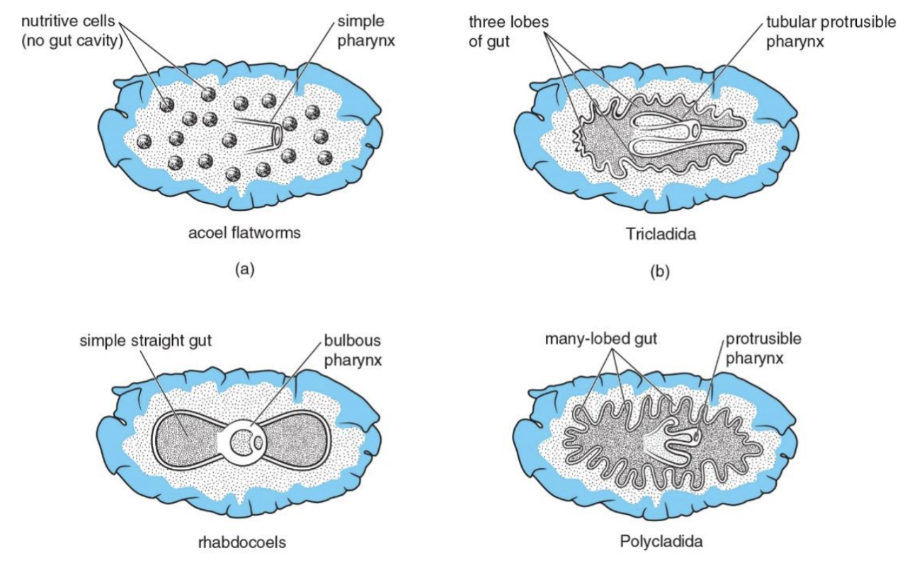 <p>The orders in Turbellaria are primarily determined by gut complexity<br>a. not them<br>b. 3 lobed<br>c. straight<br>d. many lobes</p>