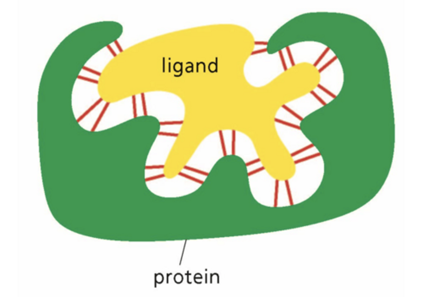 <p>The formation of a set of many weak, noncovalent interactions maintains the interaction between protein and ligand.</p>