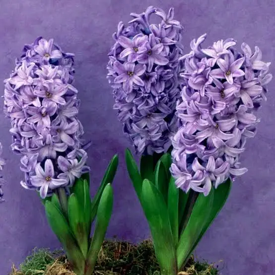 <p>Hyacinth</p>
