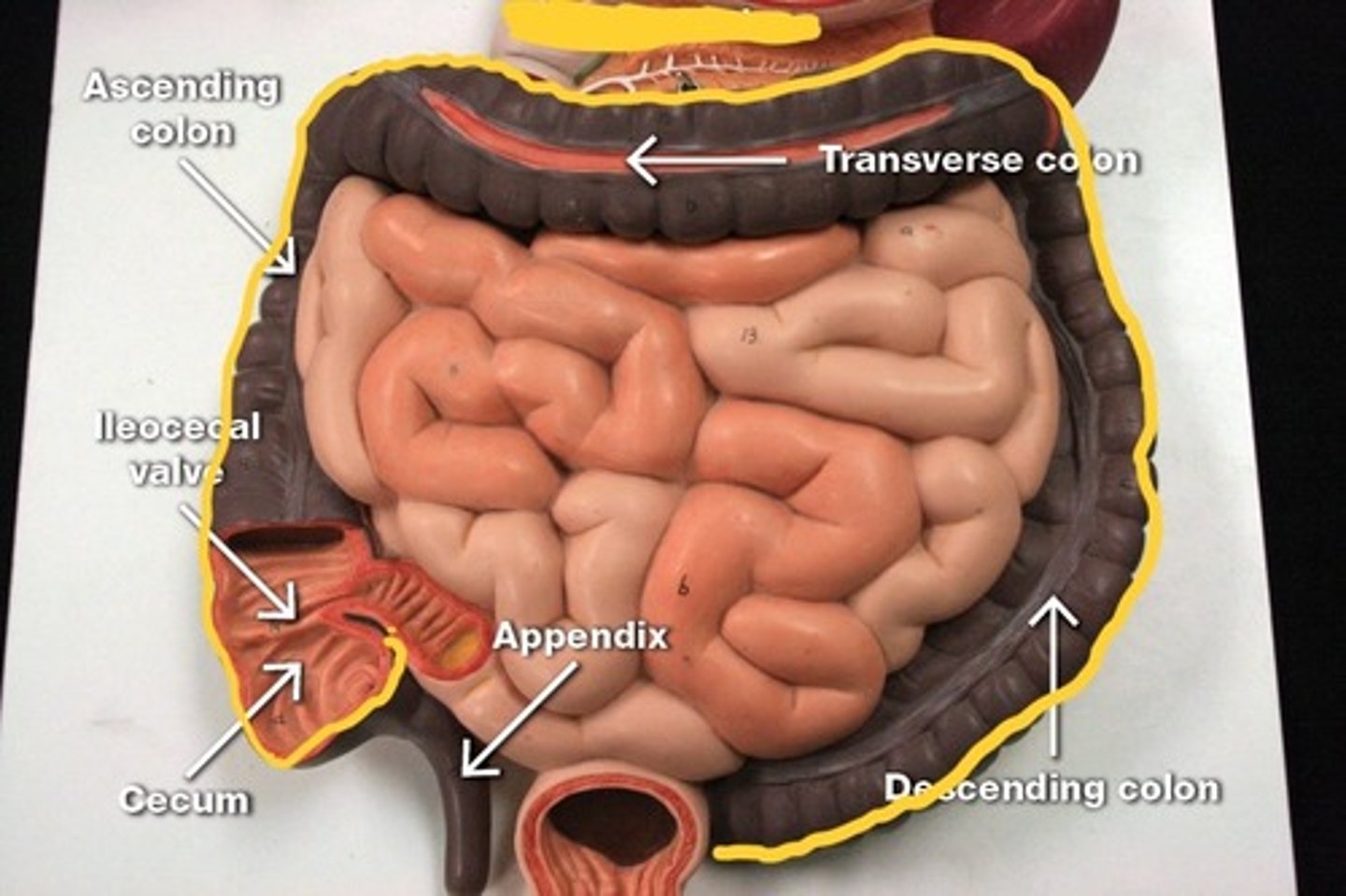 knowt flashcard image