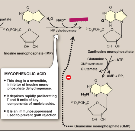 <p>Name this section of GMP synthesis.</p>