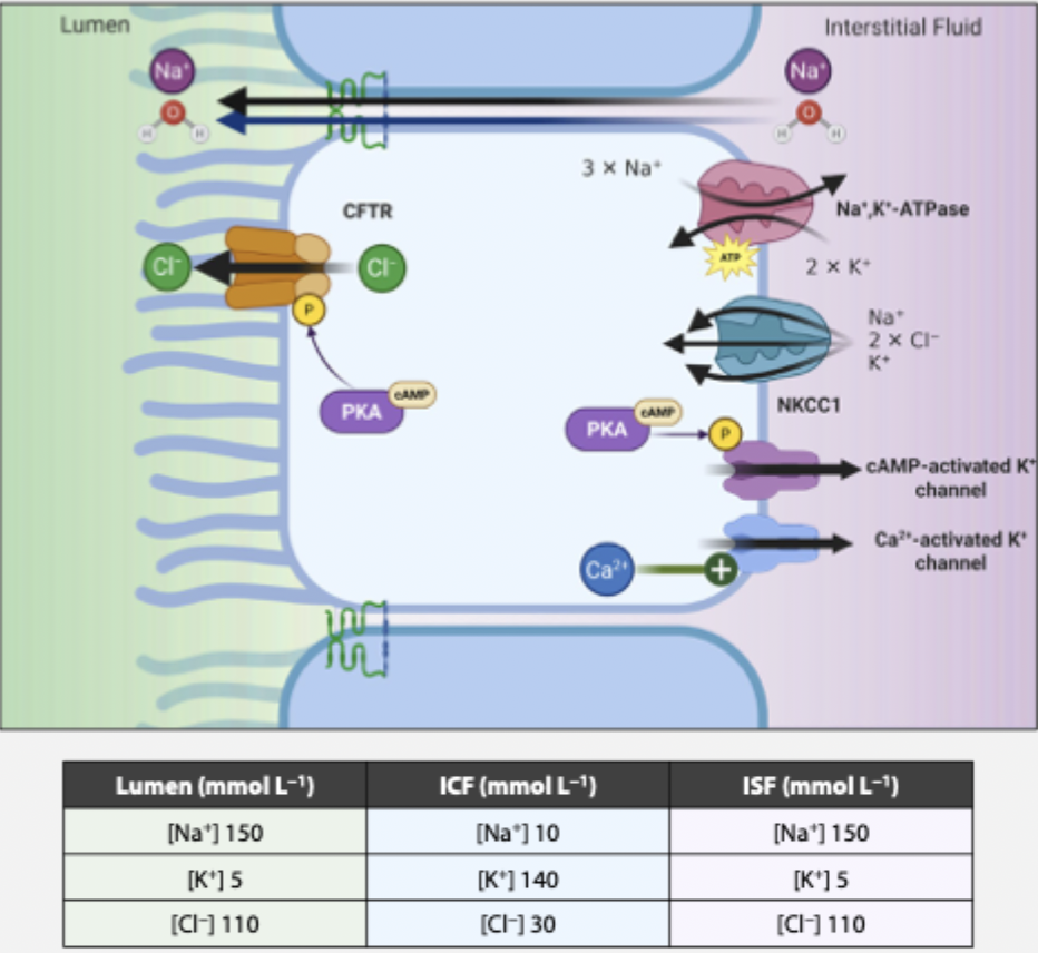 knowt flashcard image